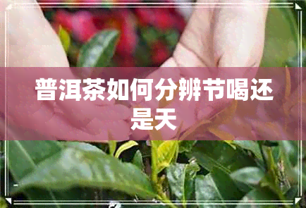 普洱茶如何分辨节喝还是天