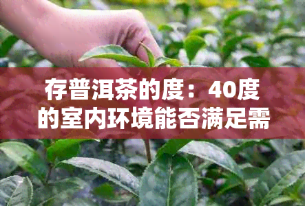 存普洱茶的度：40度的室内环境能否满足需求？