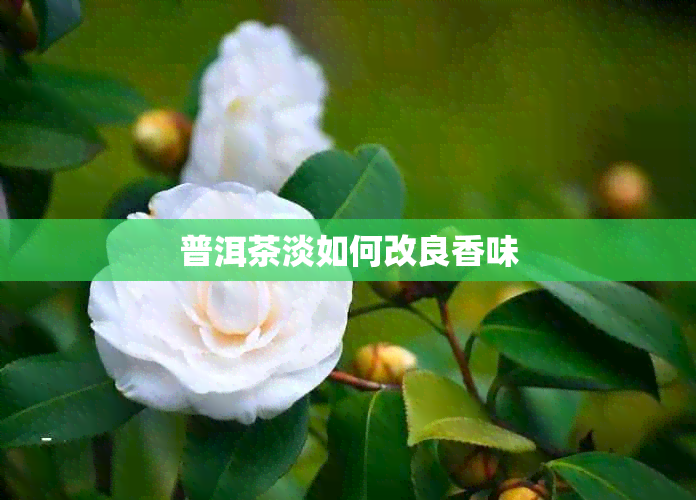 普洱茶淡如何改良香味