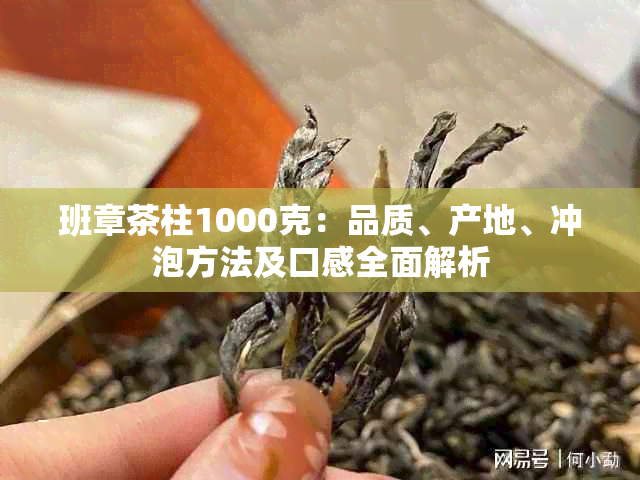 班章茶柱1000克：品质、产地、冲泡方法及口感全面解析