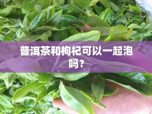 普洱茶和枸杞可以一起泡吗？