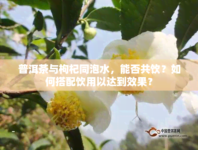 普洱茶与枸杞同泡水，能否共饮？如何搭配饮用以达到效果？