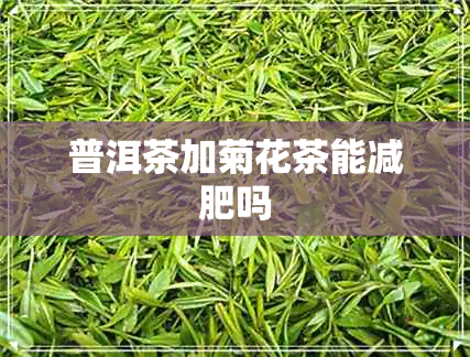 普洱茶加菊花茶能减肥吗