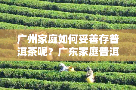 广州家庭如何妥善存普洱茶呢？广东家庭普洱茶的正确保存方法有哪些？