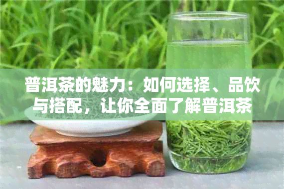 普洱茶的魅力：如何选择、品饮与搭配，让你全面了解普洱茶的独特之处