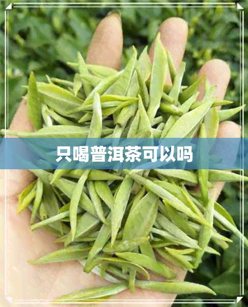 只喝普洱茶可以吗