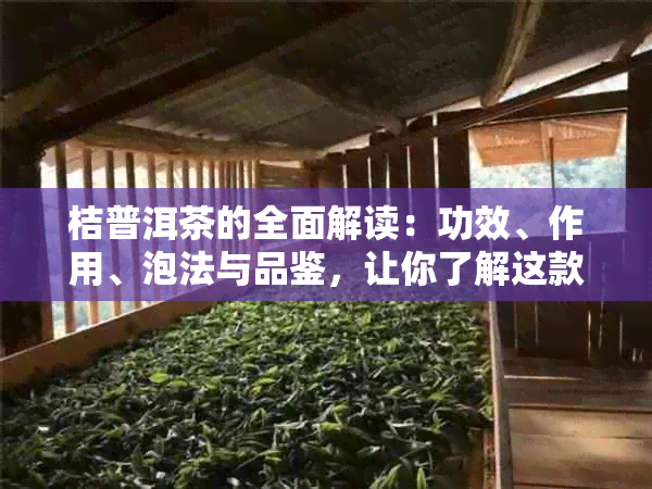 桔普洱茶的全面解读：功效、作用、泡法与品鉴，让你了解这款茶叶的一切