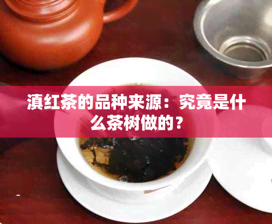 滇红茶的品种来源：究竟是什么茶树做的？