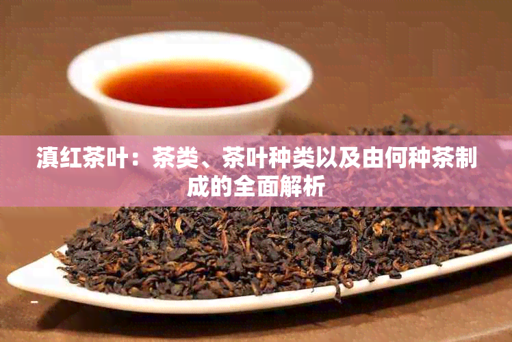 滇红茶叶：茶类、茶叶种类以及由何种茶制成的全面解析