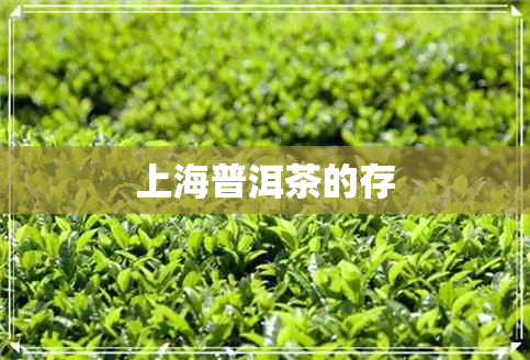 上海普洱茶的存