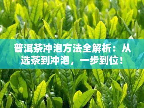 普洱茶冲泡方法全解析：从选茶到冲泡，一步到位！