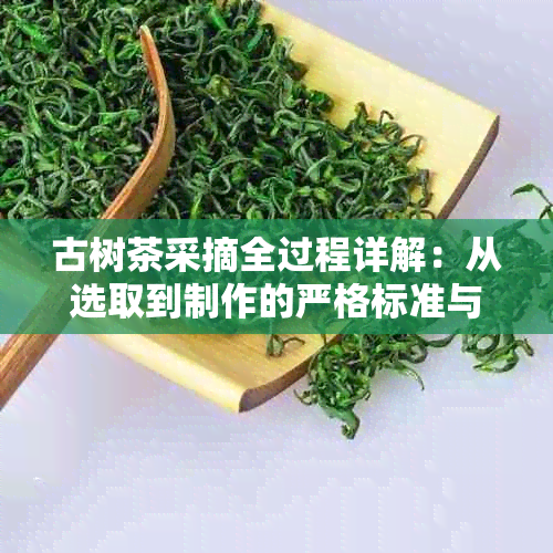 古树茶采摘全过程详解：从选取到制作的严格标准与注意事项