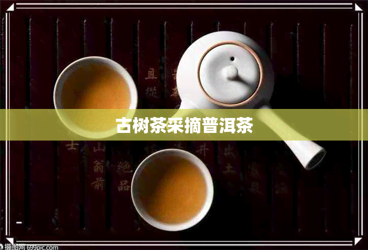 古树茶采摘普洱茶