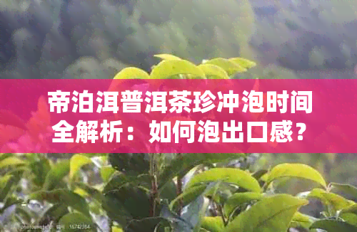 帝泊洱普洱茶珍冲泡时间全解析：如何泡出口感？