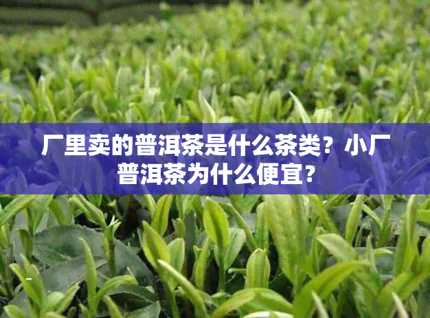 厂里卖的普洱茶是什么茶类？小厂普洱茶为什么便宜？