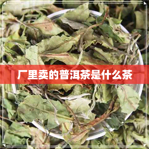 厂里卖的普洱茶是什么茶