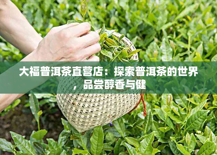 大福普洱茶直营店：探索普洱茶的世界，品尝醇香与健