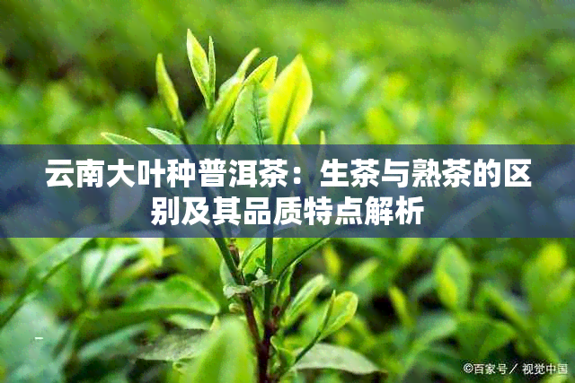 云南大叶种普洱茶：生茶与熟茶的区别及其品质特点解析