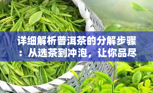 详细解析普洱茶的分解步骤：从选茶到冲泡，让你品尽茶中滋味