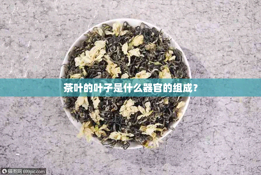 茶叶的叶子是什么器官的组成？