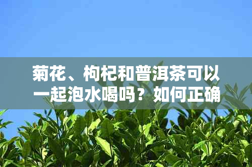 菊花、枸杞和普洱茶可以一起泡水喝吗？如何正确搭配以达到效果？