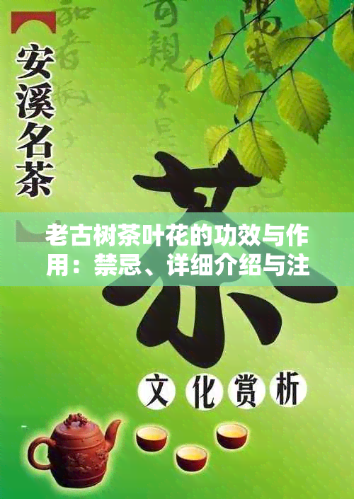 老古树茶叶花的功效与作用：禁忌、详细介绍与注意事项