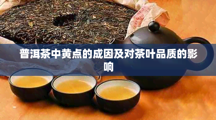 普洱茶中黄点的成因及对茶叶品质的影响