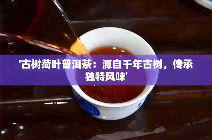 '古树菏叶普洱茶：源自千年古树，传承独特风味'