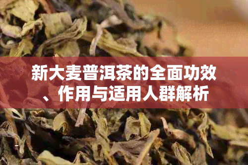 新大麦普洱茶的全面功效、作用与适用人群解析