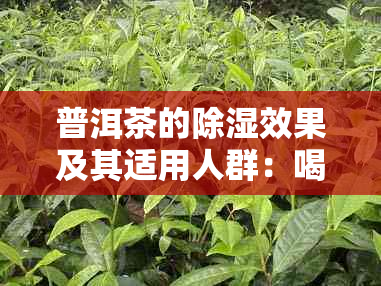 普洱茶的除湿效果及其适用人群：喝普洱茶真的能祛湿吗？