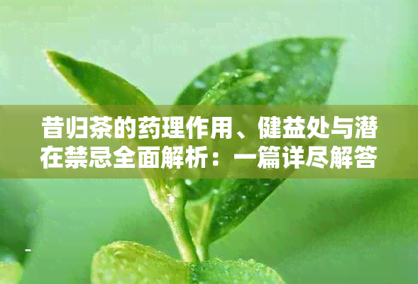 昔归茶的理作用、健益处与潜在禁忌全面解析：一篇详尽解答