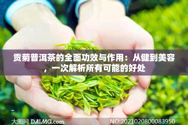 贡菊普洱茶的全面功效与作用：从健到美容，一次解析所有可能的好处