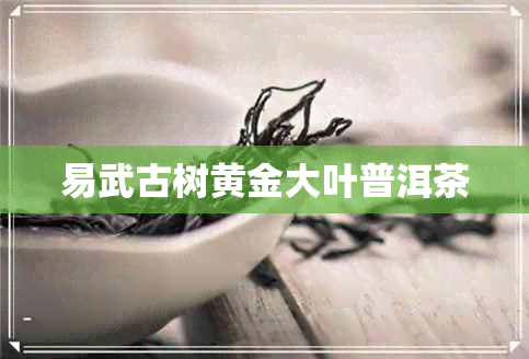 易武古树黄金大叶普洱茶