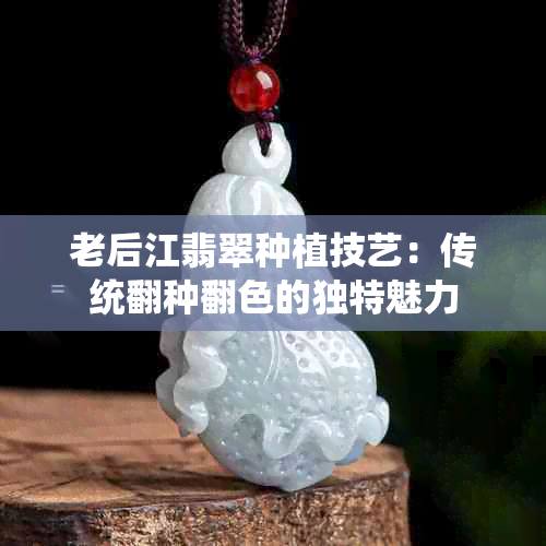 老后江翡翠种植技艺：传统翻种翻色的独特魅力