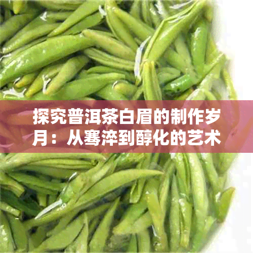 探究普洱茶白眉的制作岁月：从骞淬到醇化的艺术历程