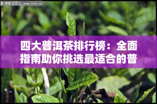 四大普洱茶排行榜：全面指南助你挑选最适合的普洱茶品