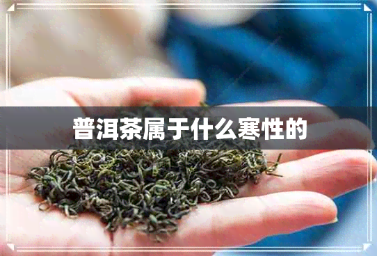 普洱茶属于什么寒性的