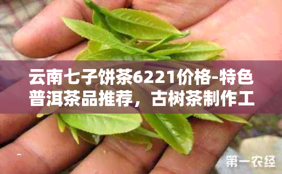 云南七子饼茶6221价格-特色普洱茶品推荐，古树茶制作工艺，高品质茶叶体验