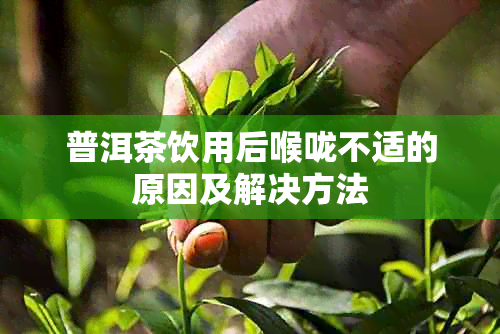 普洱茶饮用后喉咙不适的原因及解决方法