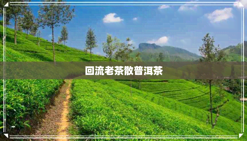 回流老茶散普洱茶