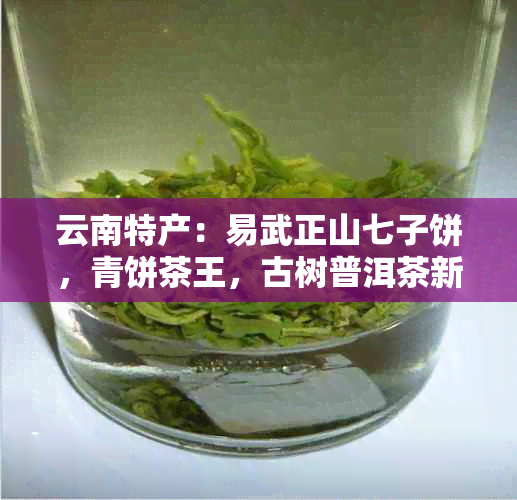 云南特产：易武正山七子饼，青饼茶王，古树普洱茶新宠