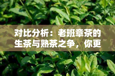 对比分析：老班章茶的生茶与熟茶之争，你更倾向哪一种？