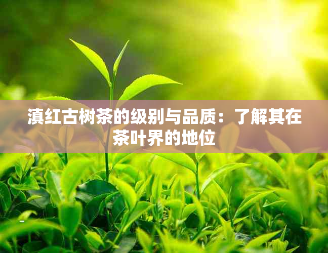 滇红古树茶的级别与品质：了解其在茶叶界的地位