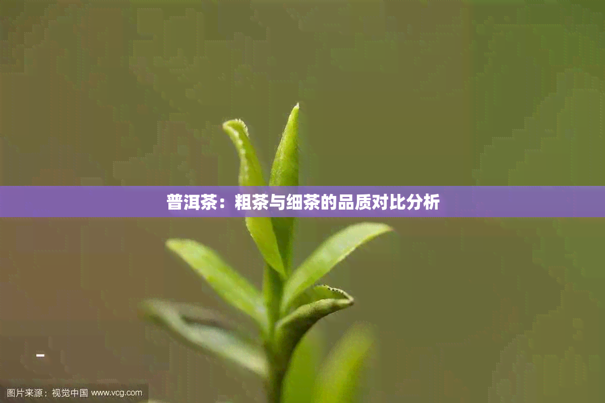 普洱茶：粗茶与细茶的品质对比分析