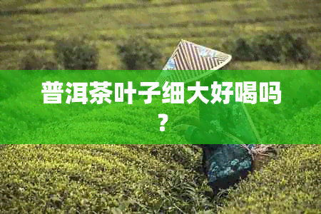 普洱茶叶子细大好喝吗？