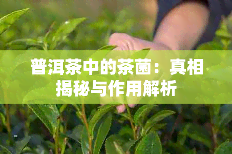 普洱茶中的茶菌：真相揭秘与作用解析