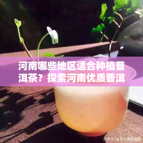 河南哪些地区适合种植普洱茶？探索河南优质普洱茶产区的完整指南