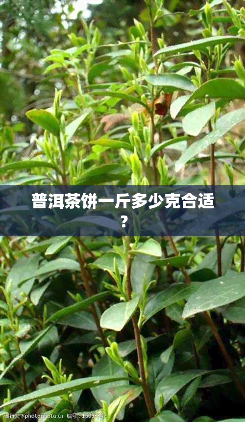 普洱茶饼一斤多少克合适？