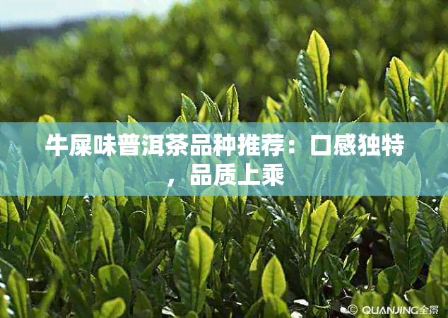 牛屎味普洱茶品种推荐：口感独特，品质上乘