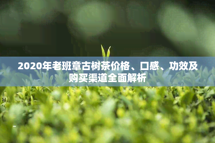 2020年老班章古树茶价格、口感、功效及购买渠道全面解析